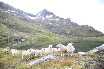 Bilde av en saueflokk