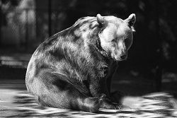 Ein bjørn som sit på bakken