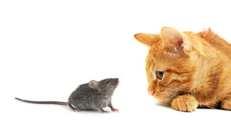 Bilde av en katt og ei mus