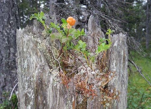 Dette bildet ble tatt i Hedalen i Valdres i 2013. Ei enslig molte vokser i en gammel, morken trestubbe. 